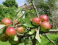 2008-0711-1405_Apples_19,1C